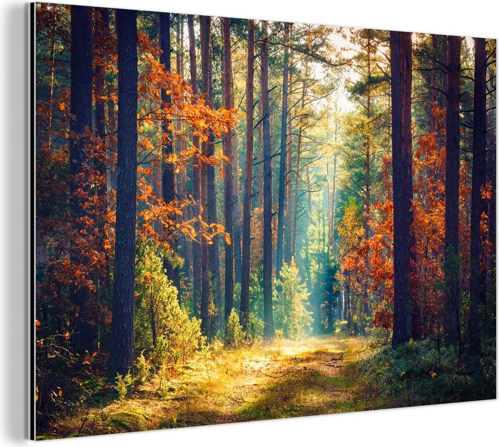 MuchoWow Wanddekoration Metall Metallbild Wandkunst 120x80 cm Wald - Sonne - Natur - Herbst MuchoWow Aluminium Gemälde - Alu Bild