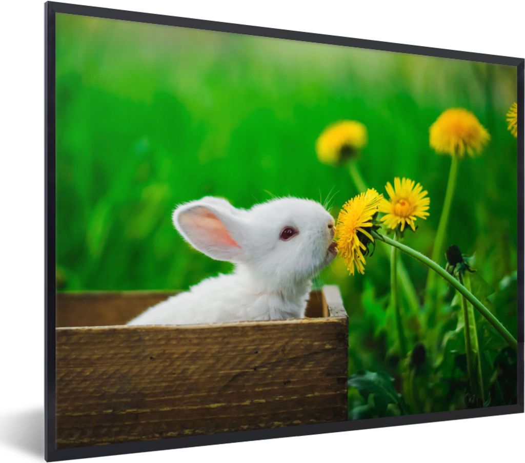 MuchoWow Gerahmtes Poster Kaninchen - Löwenzahn - Gras 80x60 cm - Poster mit Schwarzem Bilderrahmen Wandposter Rahmen Foto Bilder - Schwarzem - ...