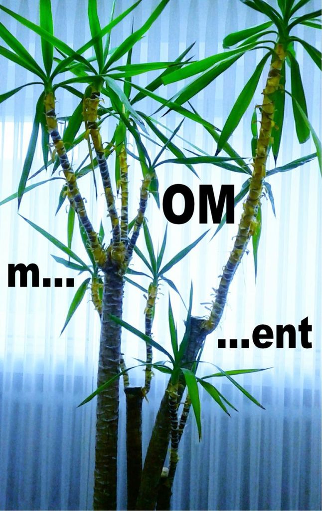 m...OM...ent