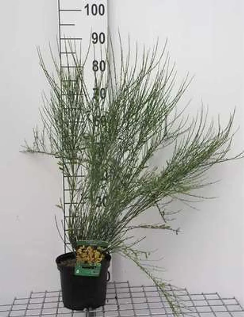 Cytisus praecox Allgold - Genêt précoce jaune 40-60 cm en conteneur