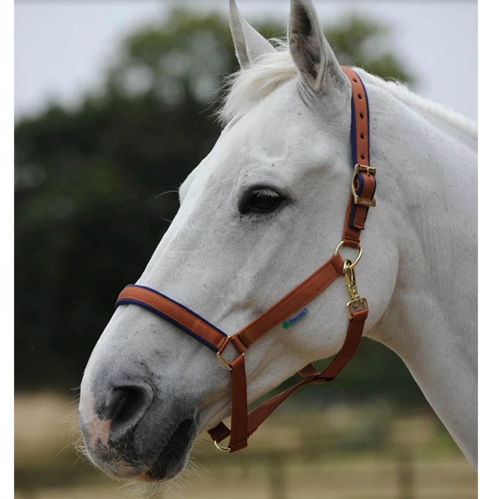 Bucas Nylonhalfter Dublin Halfter Brown/Navy Pony