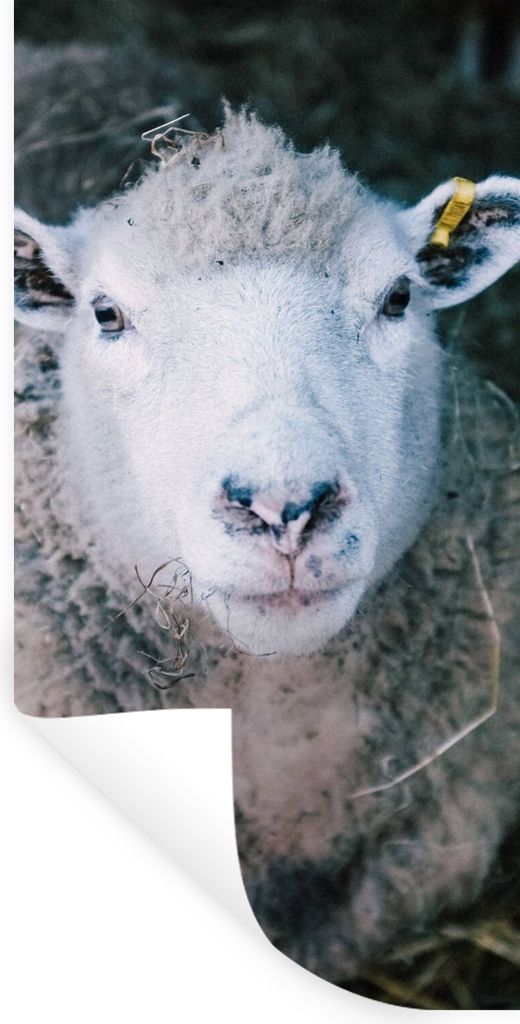 MuchoWow Wandtattoo Wandsticker Wandaufkleber Schafe - Tiere - Rinder 80x160 cm Selbstklebend und Repositionierbar - Sticker - Dekorfolie