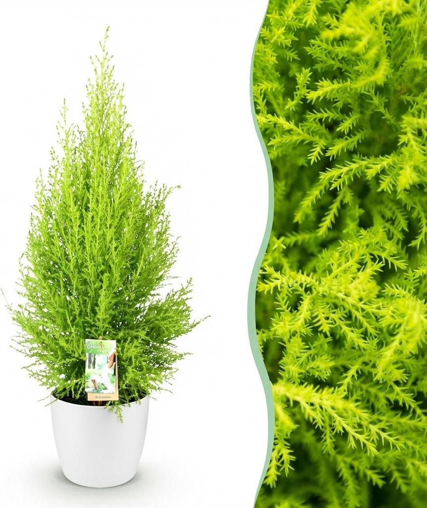 Green boutiQ - Zimmerpflanzen - Cupressus Gold Crest Wilma - Zimmerkonifere - Wenig Pflege - Grün - 1 Pflanze - mit Potter Weiß - Topf 21cm - Hö...