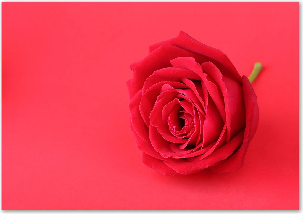 Tulup Glas-Bild - 100 x 70 - Wandbild aus Glas - Wandkunst - Wandbild hinter gehärtetem Sicherheitsglas - Kunst: modern & klassisch - Rote Rose ...