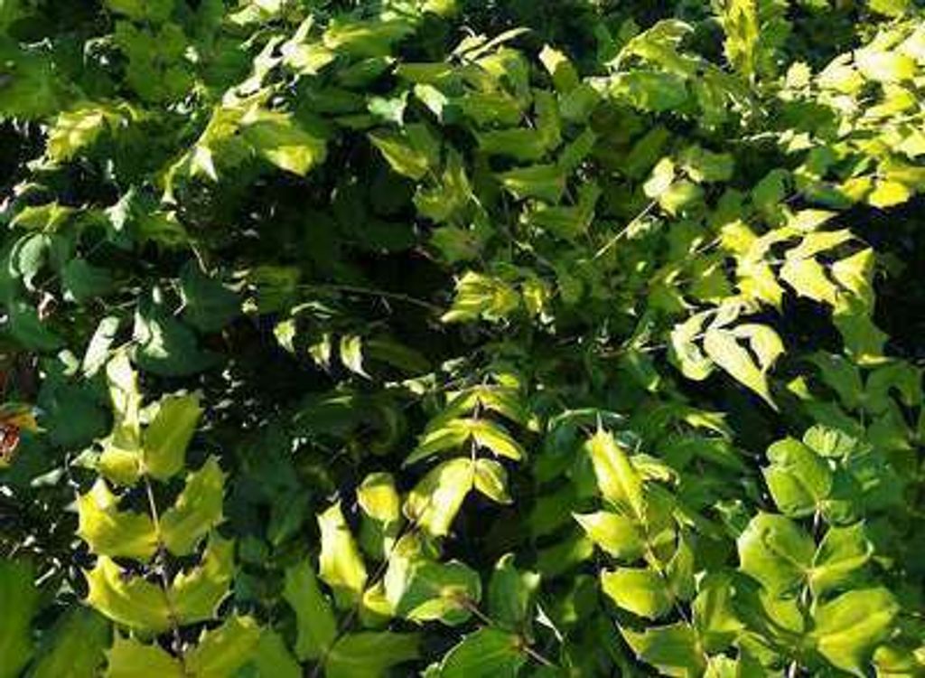 Mahonia japonica ( bealei) - Mahonie 30- 50 cm - Container