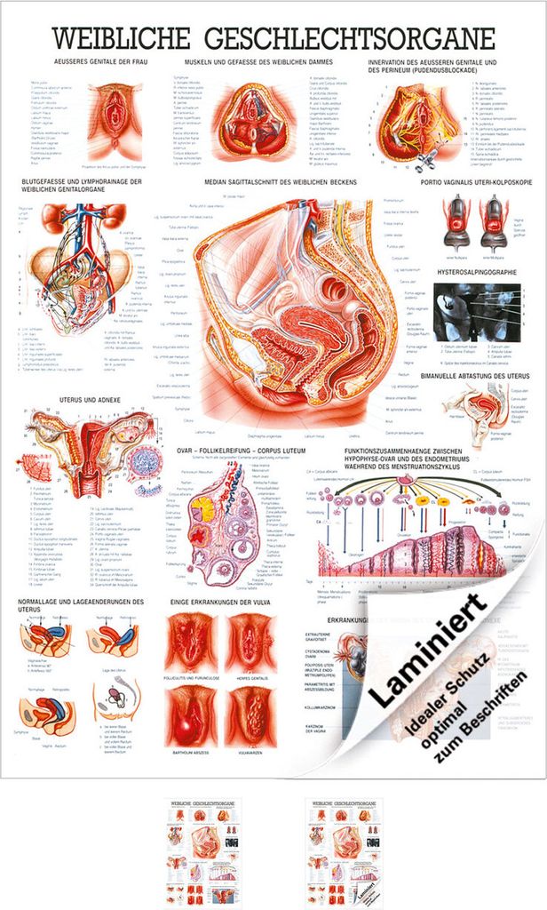 Weibliche Geschlechtsorgane Lehrtafel Anatomie 100x70 cm medizinische Lehrmittel