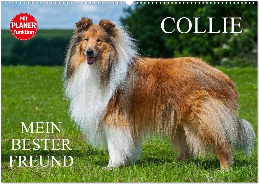 Collie - Mein bester Freund (Wandkalender 2026 DIN A2 quer), CALVENDO Monatskalender