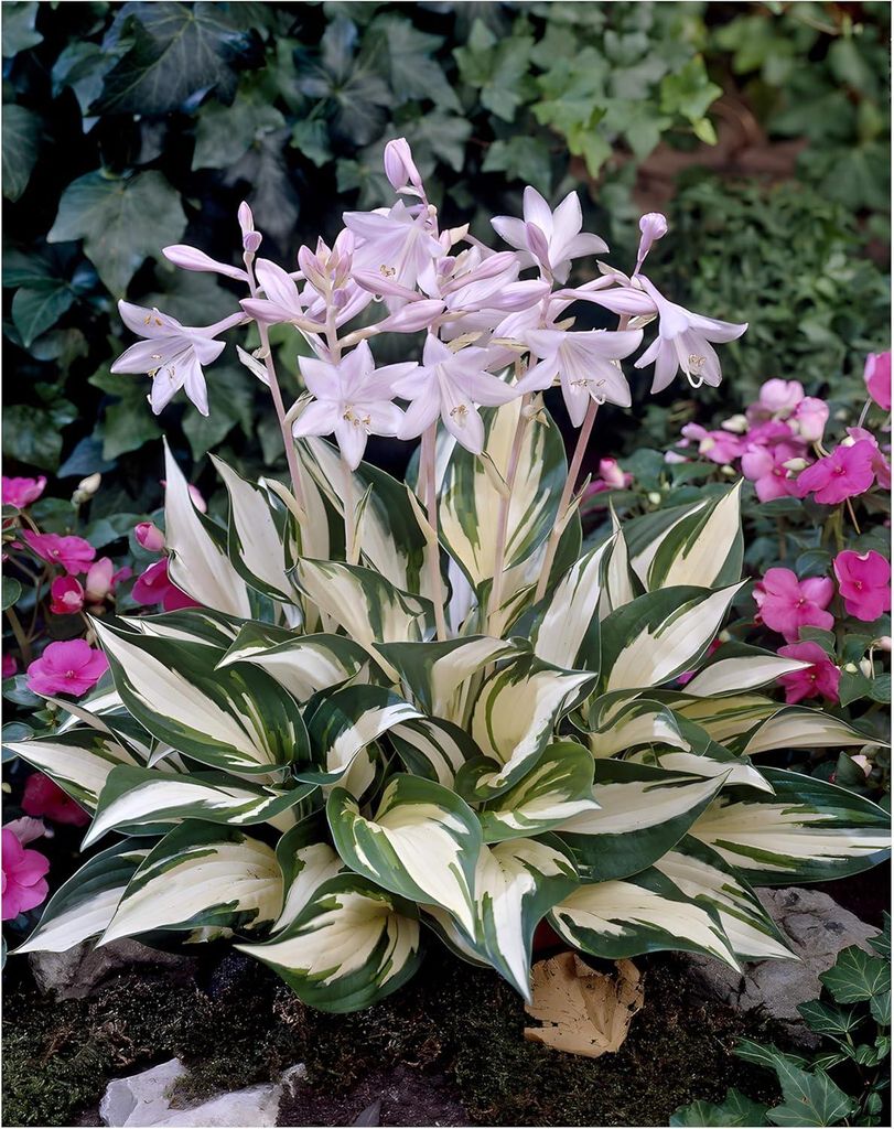 Stauden Gänge 3 x Hosta x fortunei 'Fire and Ice' im 1 Liter Topf - Funkie, Herzblatt-Lilie - Kontrastreich, elegant, atemberaubend schön