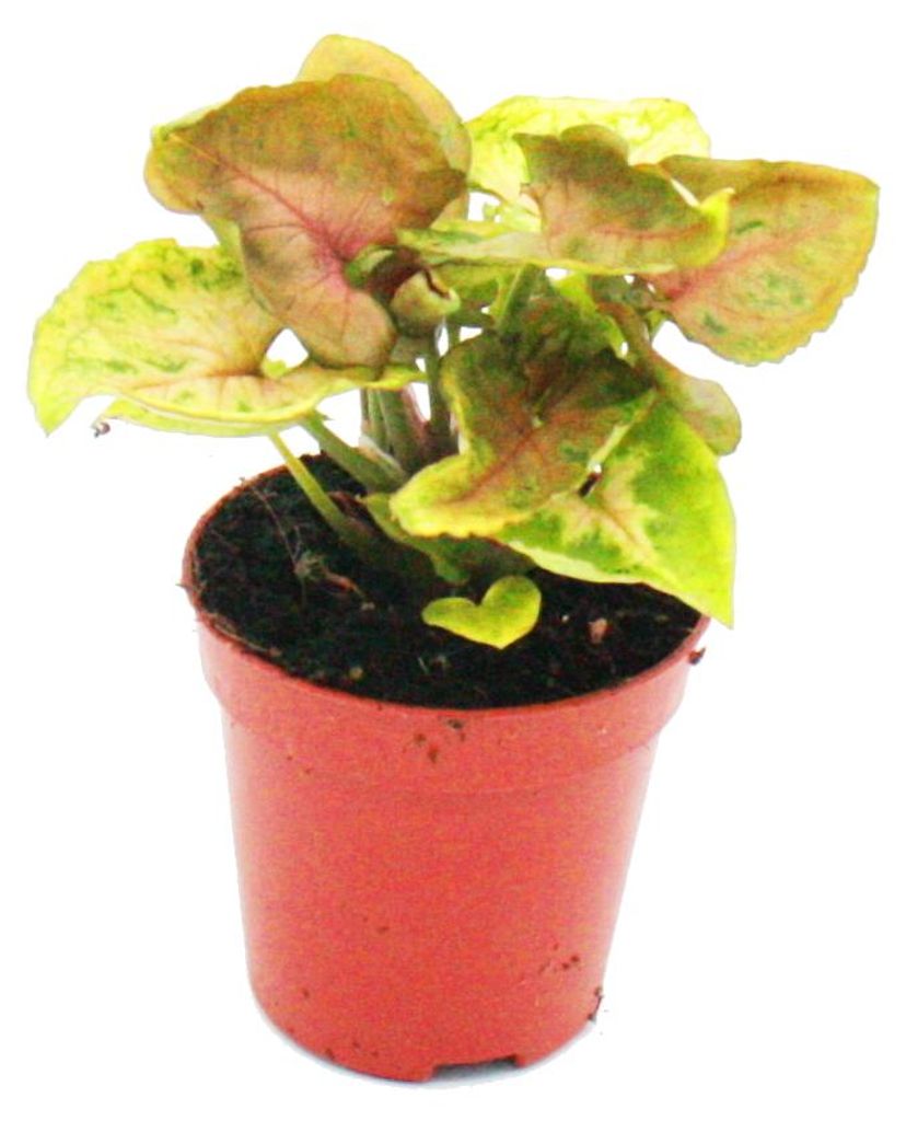 Mini-Pflanze Syngonium Purpurtute Ideal für kleine Schalen Produktbild 