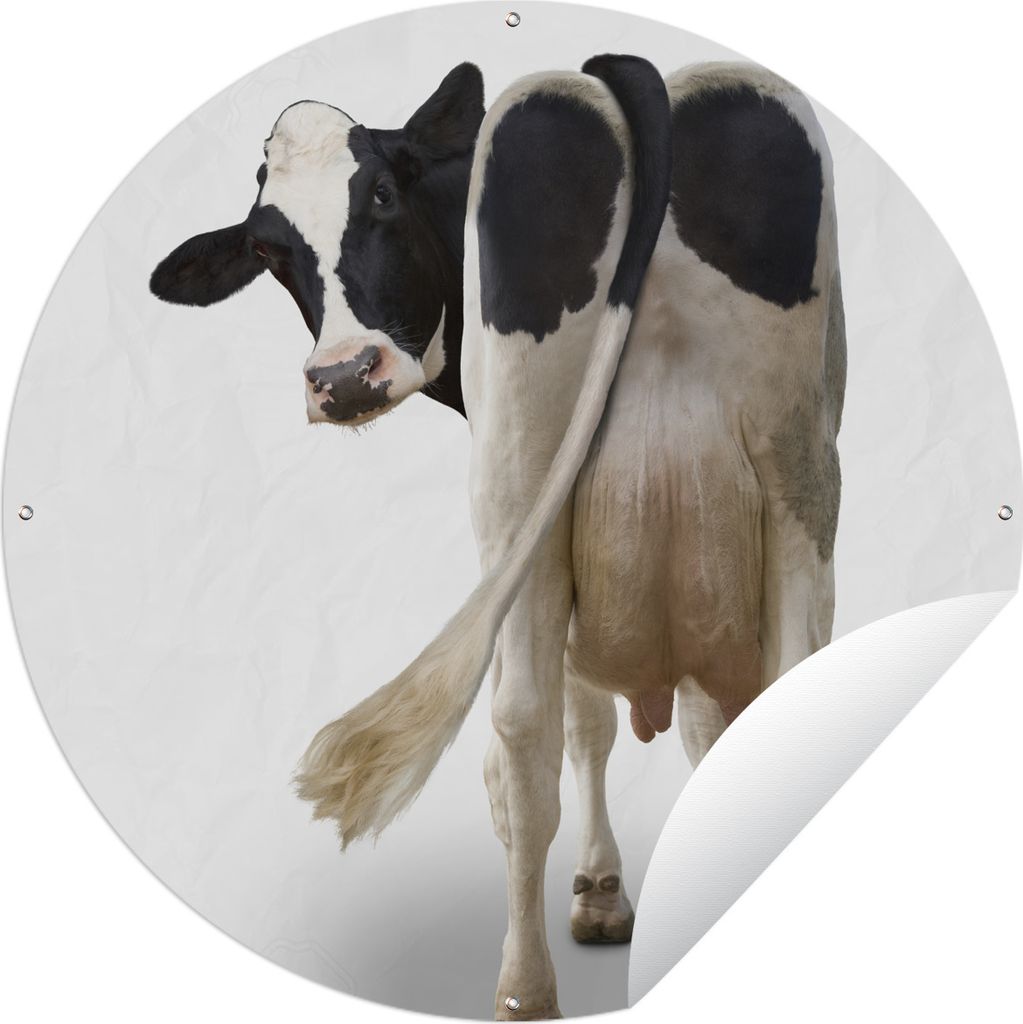 MuchoWow Gartenposter Outdoor-Poster Rund Kuh schaut von hinten in die Kamera auf weißem Hintergrund Ø 150 cm Gartendeko Rundes Poster draußen