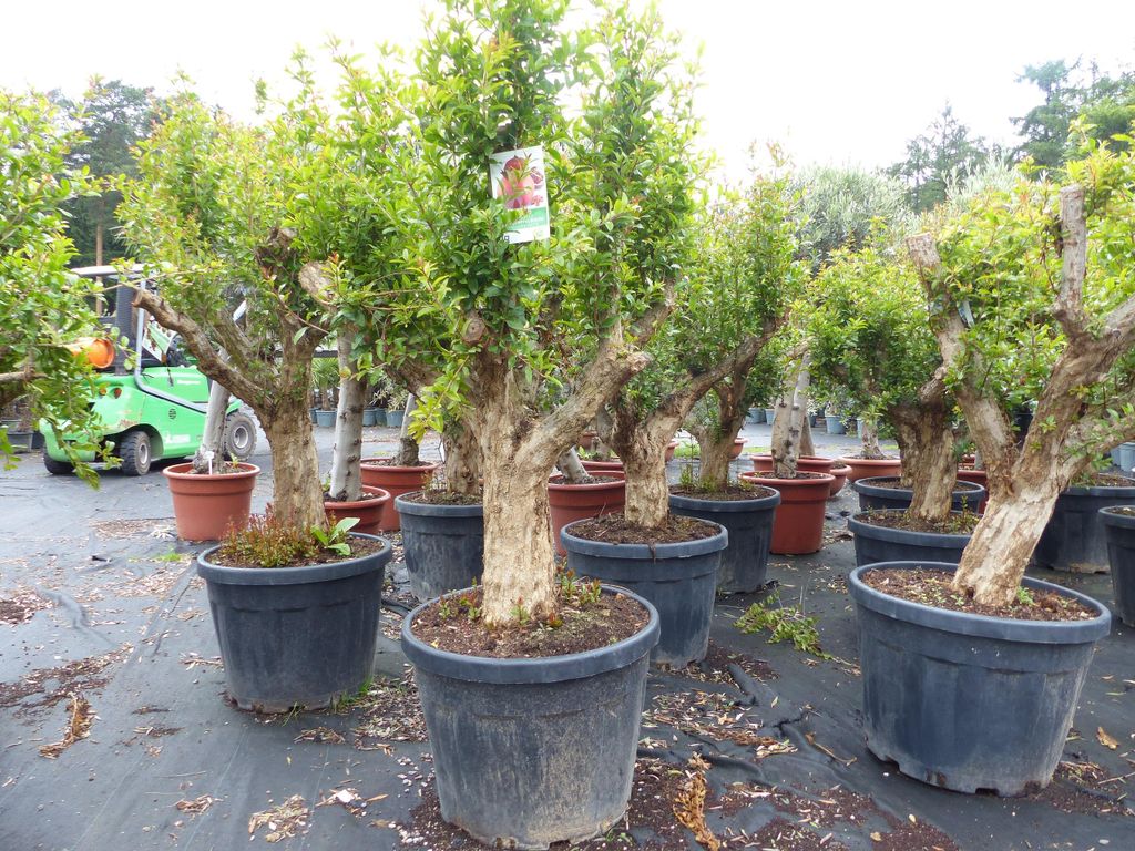 Punica Granatum 160 - 190 cm, uriger, alter & knorriger Produktbild 