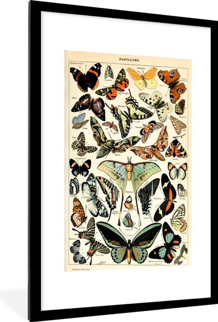 MuchoWow Gerahmtes Poster Adolphe Millot - Schmetterling - Tiere - Insekten - Vintage 60x90 cm - Poster mit Schwarzem Bilderrahmen Wandposter Rah...