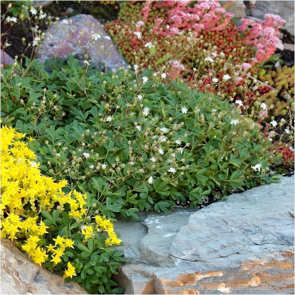 Stauden Gänge 1 x Potentilla tridentata 'Nuuk‘ - Teppich-Fingerkraut - Bodendecker mit nordischem Charme - sehr Bienenfreundlich - Immergrün