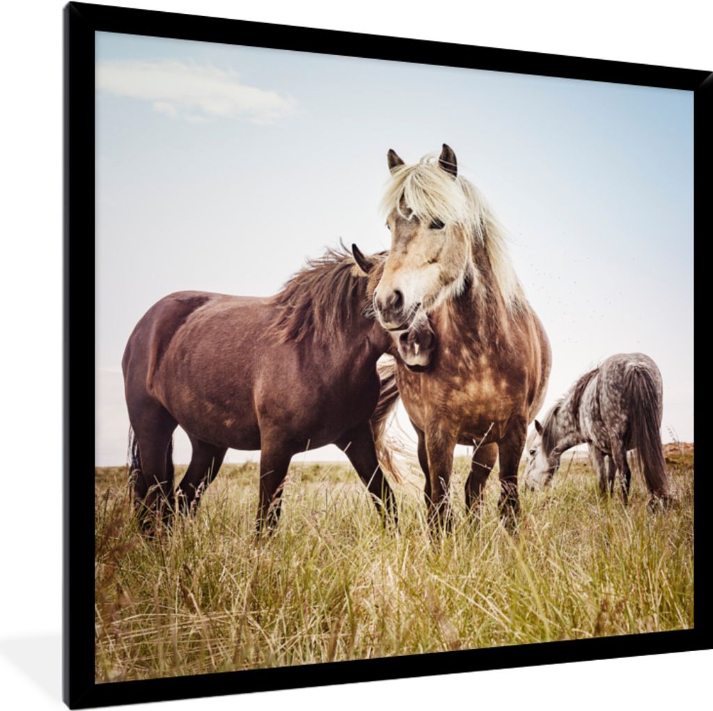 MuchoWow Gerahmtes Poster Pferde - Gras - Frühling 40x40 cm - Poster mit Schwarzem Bilderrahmen Wandposter Rahmen Foto Bilder - Mit Rahmen - Wan...