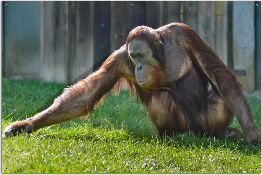 Wallario Outdoor-Poster für Garten oder Balkon, Motiv Sitzender Orang-Utan im Gras, in ca. 61 x 91,50 cm