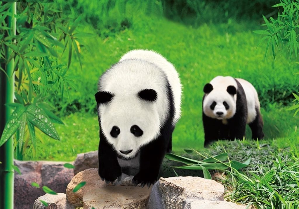 3 D Ansichtskarte Pandas, Postkarte Wackelkarte Hologrammkarte Tiere Tier Panda Pandabären