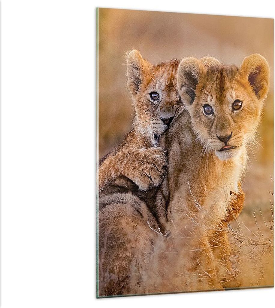 Bilder auf glas - Einteilig - Löwe Natur Tier - 80x120cm - Glasbilder - Wandbilder - Bilder - zum Aufhängen bereit - Wanddekoration aus Glas - Gl...