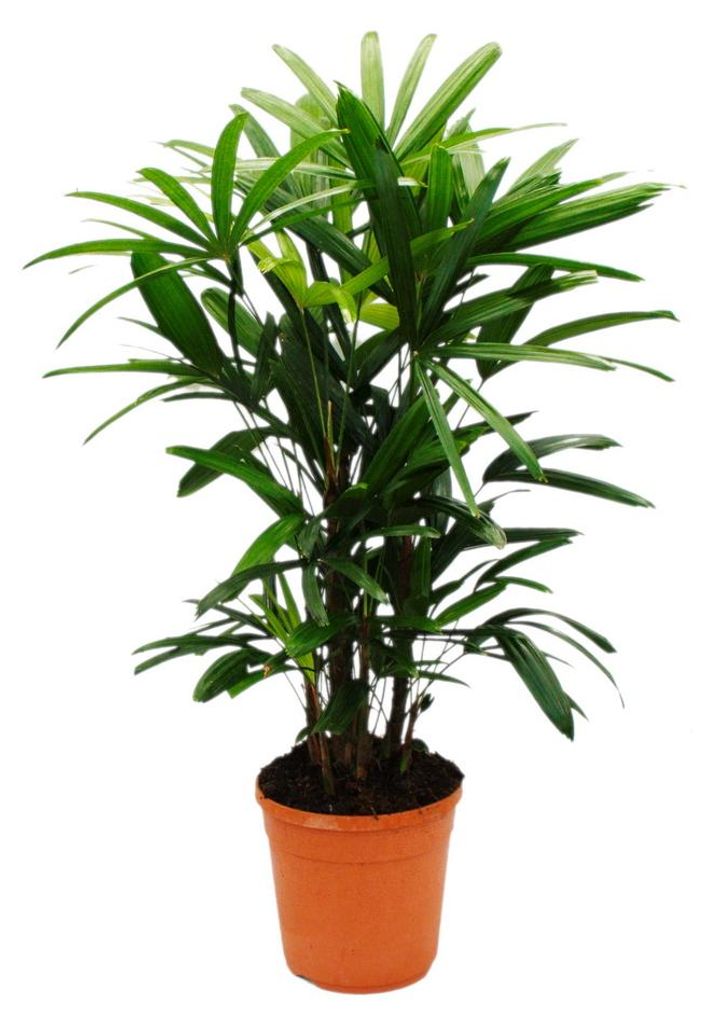Rhapis excelsa - palma bambusowa - doniczka 21 cm - Zdjęcie produktu 
