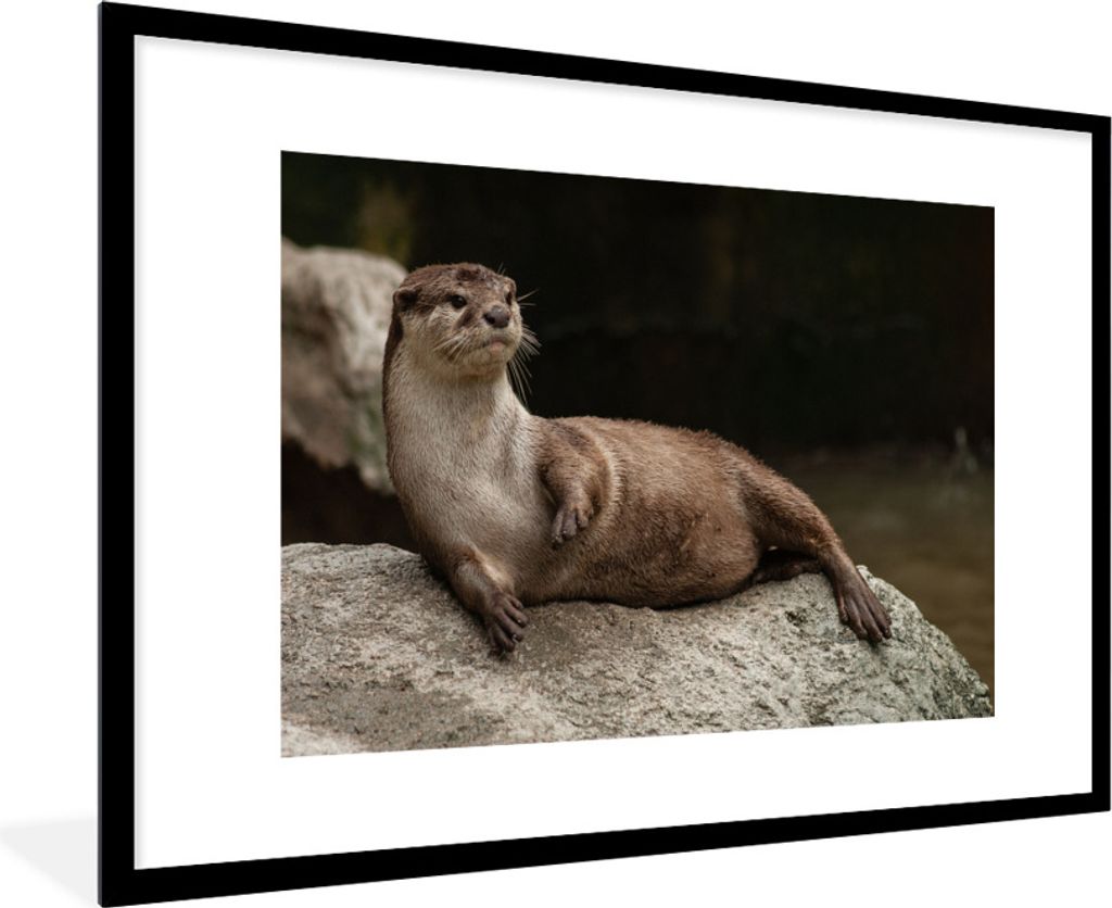 MuchoWow Gerahmtes Poster Otter auf Stein 90x60 cm - Poster mit Schwarzem Bilderrahmen Wandposter Rahmen Foto Bilder - Wanddekoration - Fotos