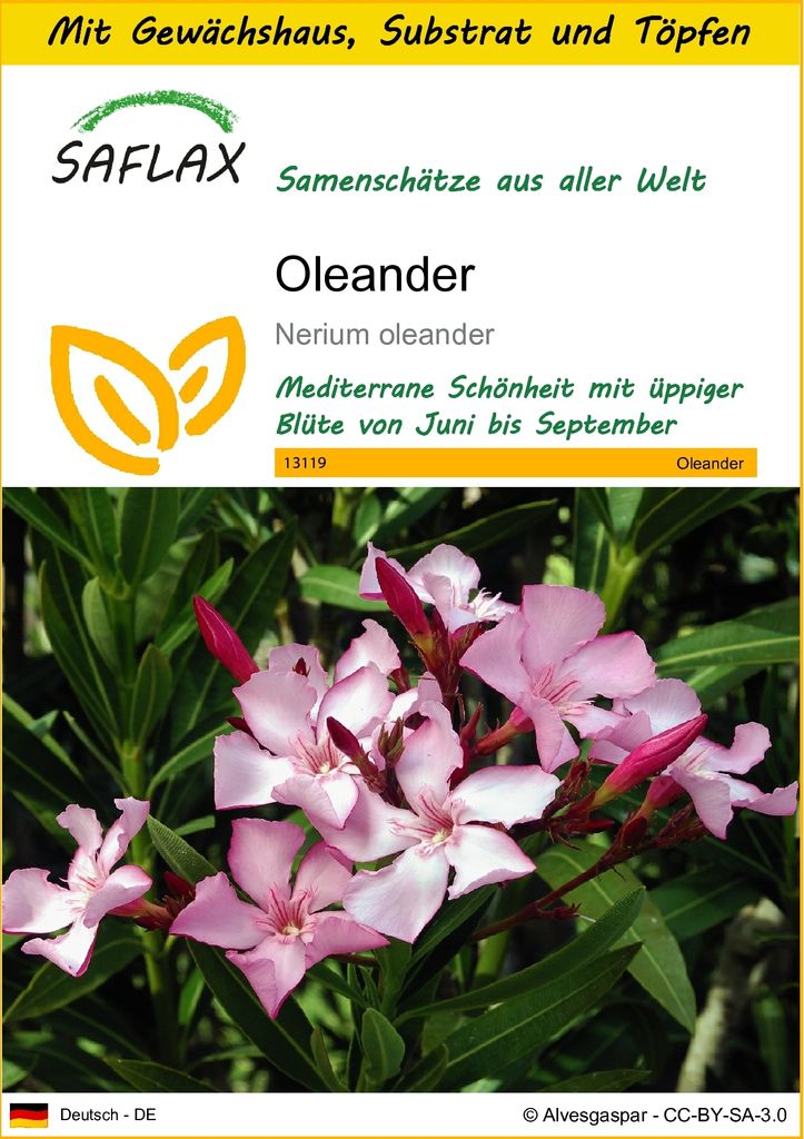 SAFLAX Anzucht Set - Oleander - Nerium oleander - 50 Samen Produktbild 