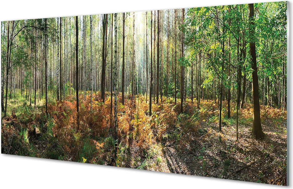 Glasbilder 120x60 Wandkunst Wald Birke