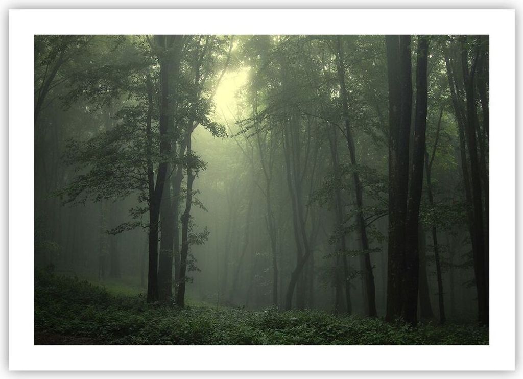 Poster - Poster ohne Rahmen - Wald Nebel Baum - 70x50 cm - Wand Bild - Wanddeko - Wandbilder - Kunstposter - Wandposter - Bilder - Kunstdruck - Wan...