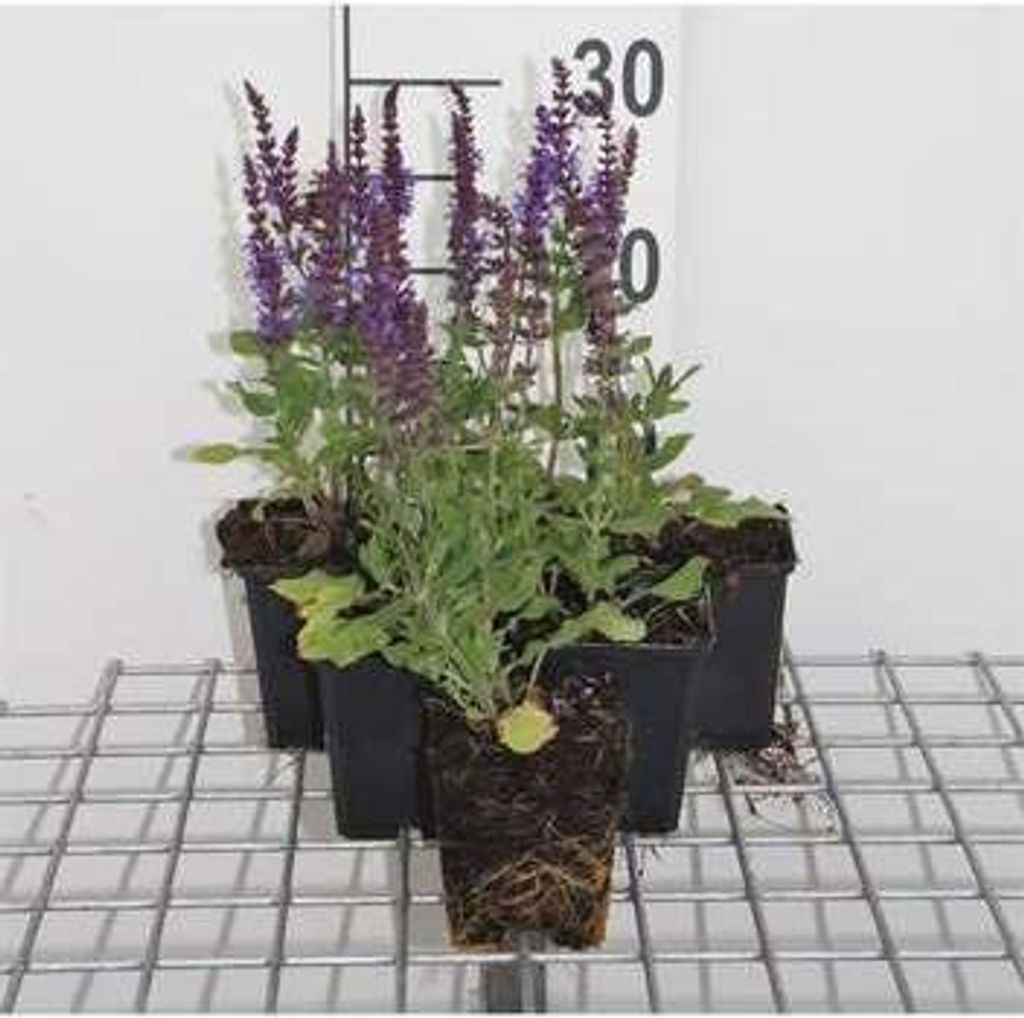 6 x Salvia nem. 'Blaukönigin' ('blue queen') - Sternmoos - Topf 9 x 9 cm