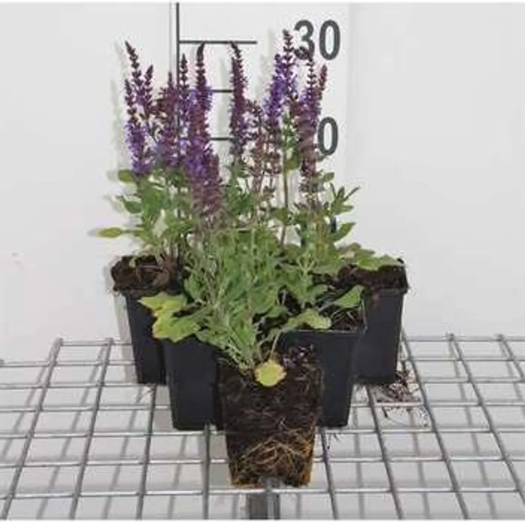 Salvia Blue Queen : 6 plantes sans entretien pour jardin sec et ensoleillé