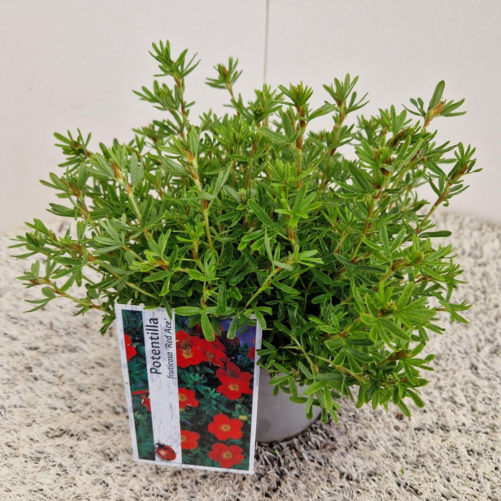 Potentilla frut. 'Red Ace' - Fingerstrauch | 30-35 cm im Topf