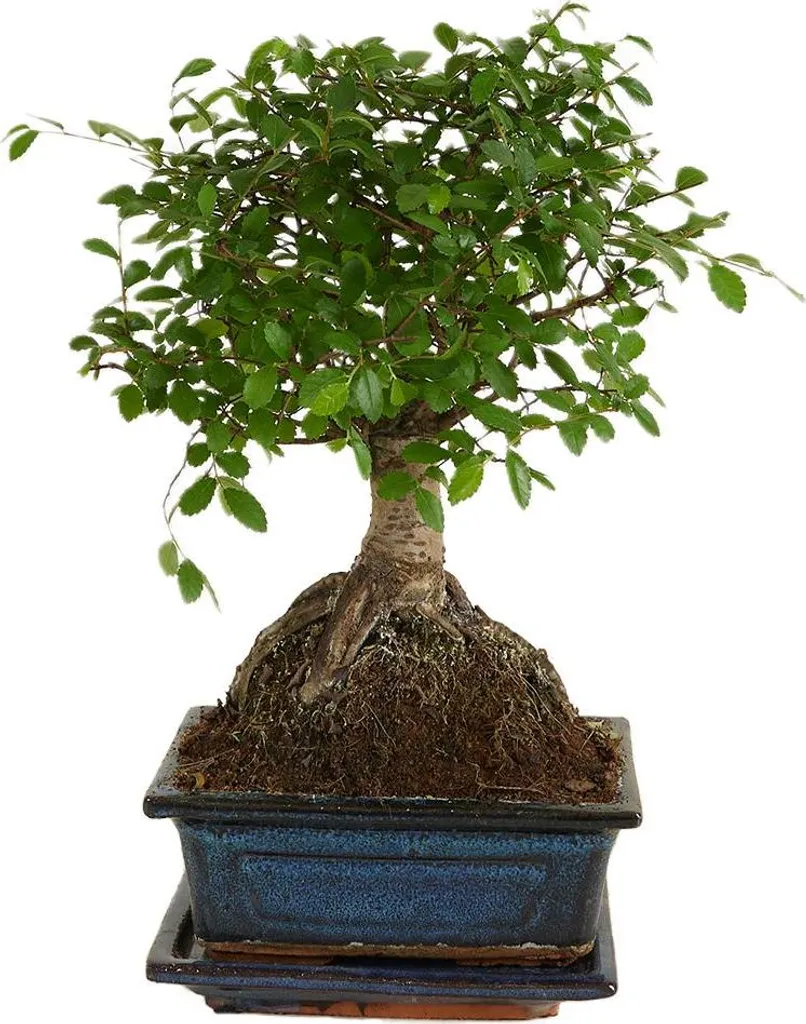 Bonsaï Zelkova Sphérique 25cm - Pot en Céramique et Bol de Drainage