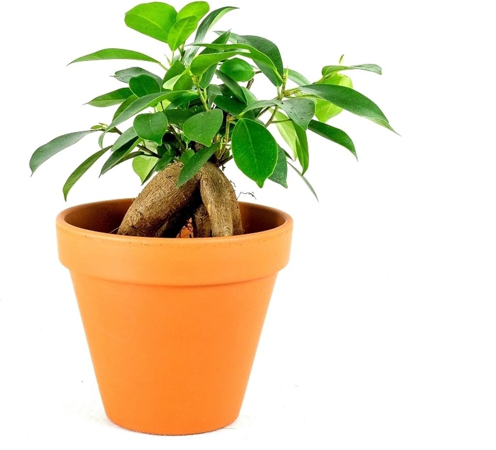 Gardners Ficus microcarpa Ginseng, průměr 6 cm Obrázek produktu 
