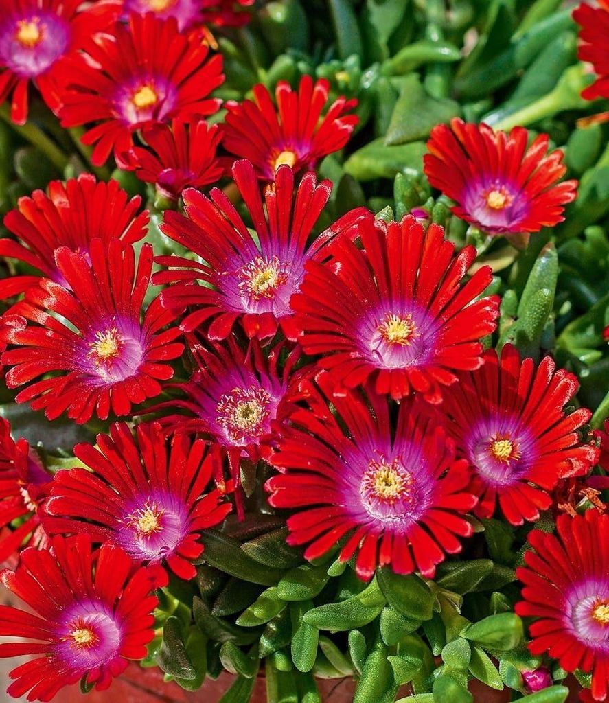BALDUR Garten 6x Winterharte Eisblume Sundella Red , Pflanzen im 9x9 cm-Topf, winterharte Staude, trockenresistent, mehrjährig & bienenfreundlich...