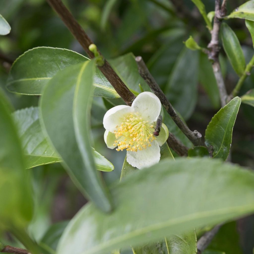 Théier (Camellia sinensis)  - 5 graines Image du produit 