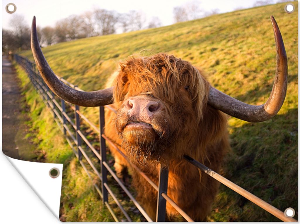 MuchoWow 120x90 cm Outdoor-Poster Gartendeko Sichtschutz Garten Poster für den Garten Scottish Highlander - Zaun - Gras