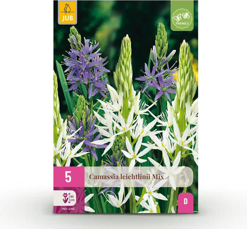 GreenboutiQ - Blumenzwiebeln - Camassia Leichtlinii Mix - Bulbs Hardy Perennial - Farbe Lila und Weiß - 5 Stück - Zwiebelgröße 12/14 - XXL Pack