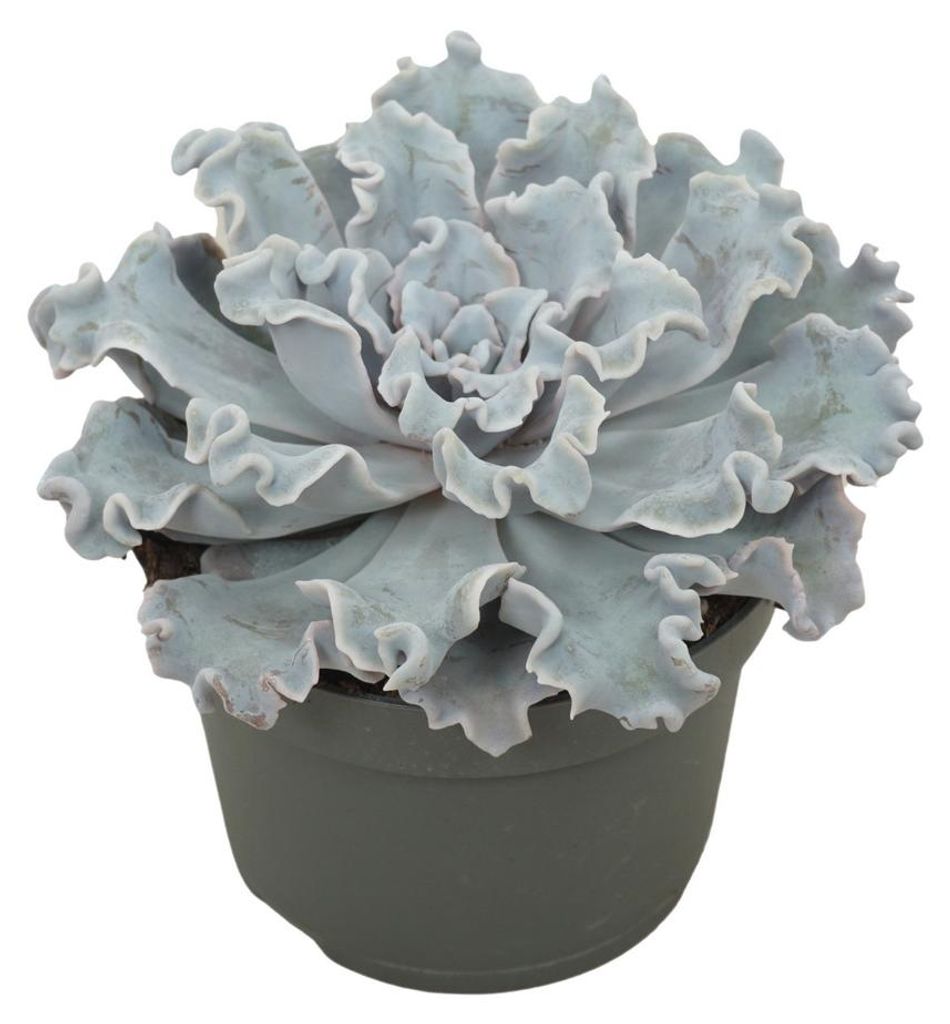 Gekräuseltes Rosetten-Dickblatt - Echeveria "Crispy Beauty" Produktbild 