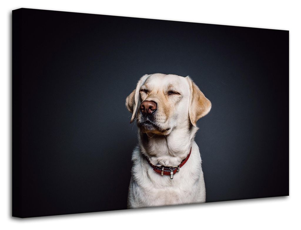 Leinwanddruck Tiere Hund Schwarzer Hintergrund 80x50