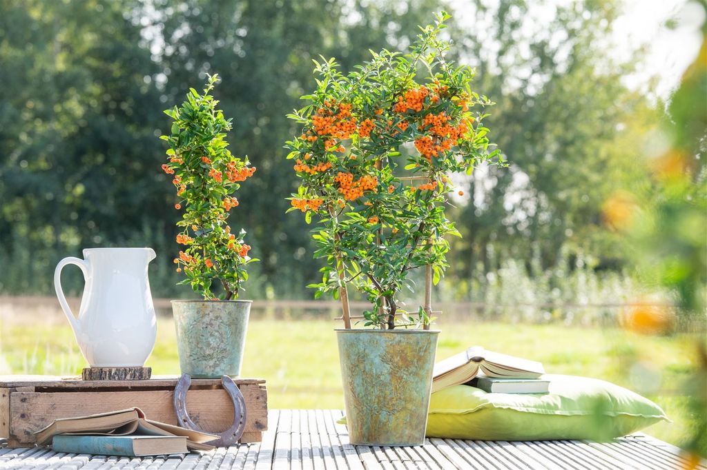 Pyracantha 'Orange Glow', Feuerdorn, orange Beeren, 40–60 cm