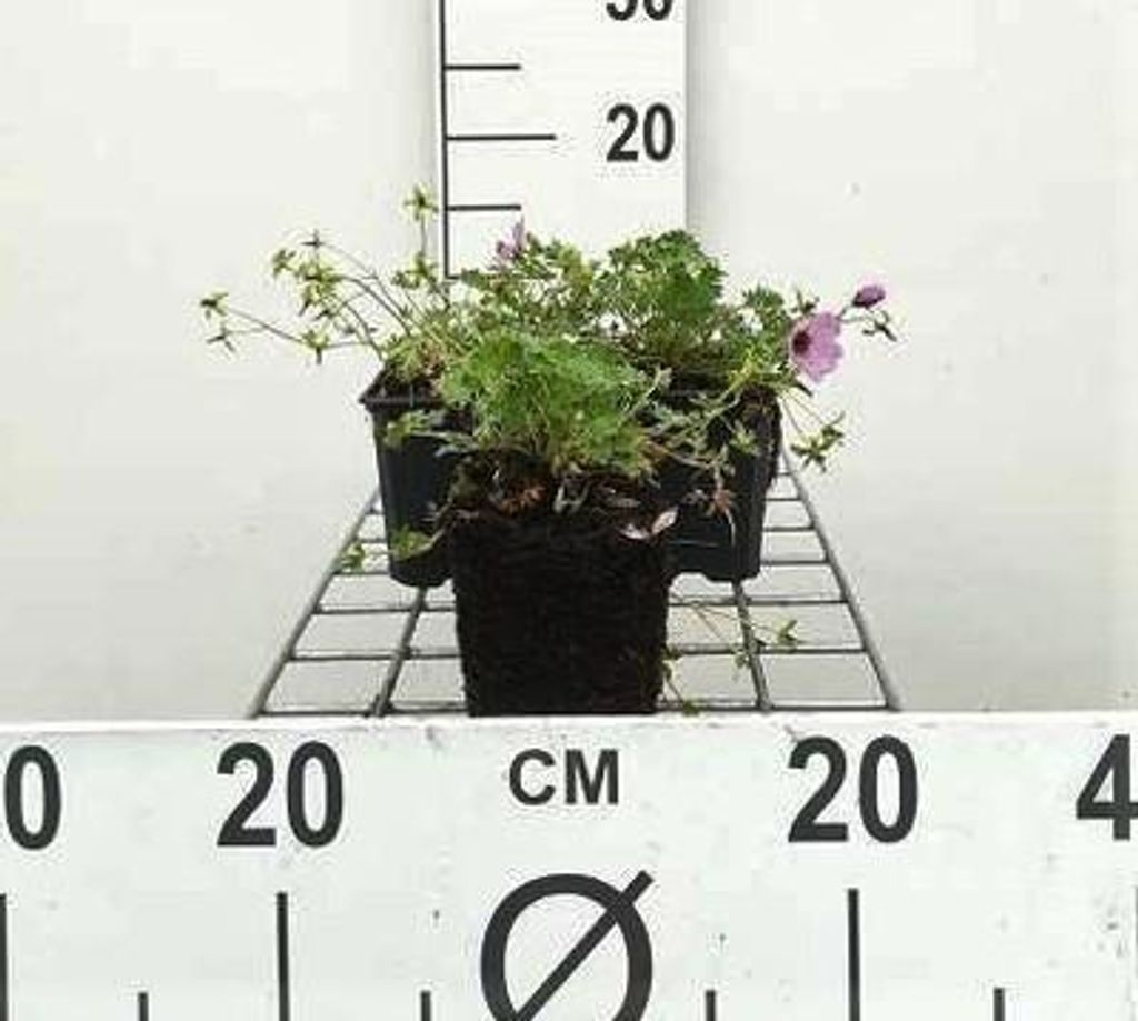 6 x Geranium cin. 'Ballerina' - Storchenschnabel - Topf 9 x 9 cm
