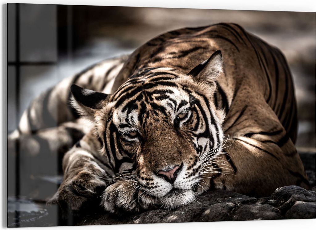 DEQORI Glasbild Echtglas 90x60 cm 'Ruhender Bengal Tiger' Wandbild Bild modern Deko