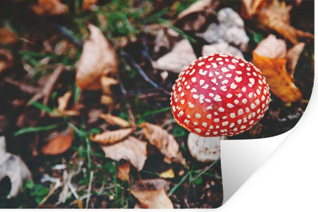 MuchoWow Wandtattoo Wandsticker Wandaufkleber Herbst - Pilz - Blätter - Natur 90x60 cm Selbstklebend und Repositionierbar - Aufkleber