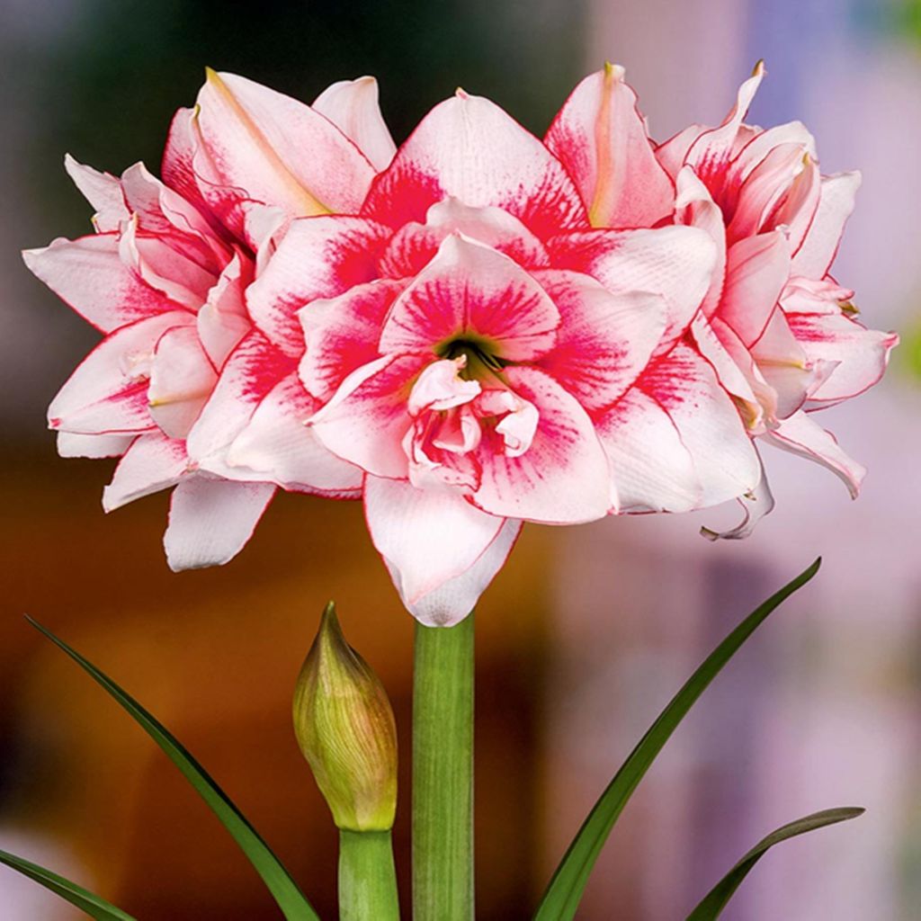 Hippeastrum Zwartnica Amarylis Pełny Elvas 1 szt Cebule Zdjęcie produktu 