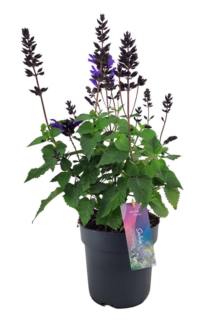 Salvia Staude XXL, 50cm Wuchshöhe, Topfgröße 17cm, Produktbild 