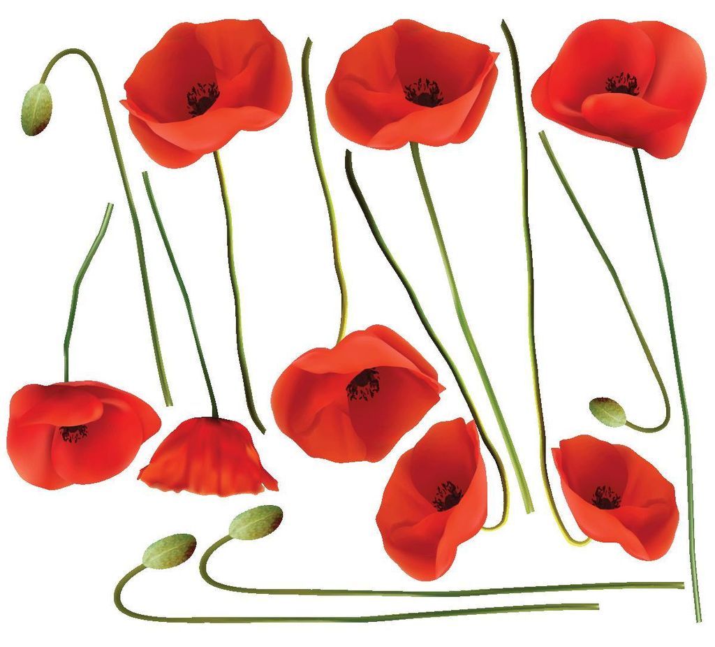 Wandaufkleber – Zinnoberrote Mohnblumen – Transparenter Hintergrund – 40 x 45 cm