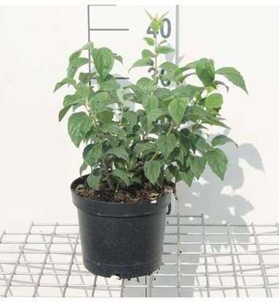 Philadelphus 'Virginal' - Gartenjasmin 50- 60 cm - Container