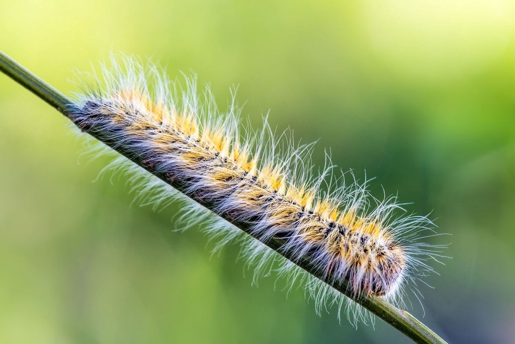 Nematodi Ferrarium contro il bruco della processionaria Immagine del prodotto 