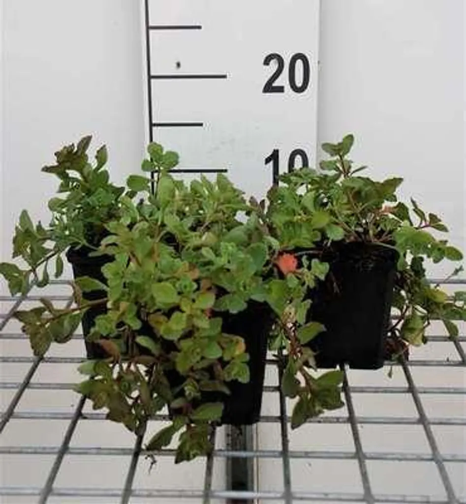 Sedum spurium Purple Carpet plante anti-sécheresse pour jardin x6