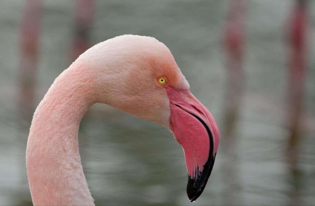 hansepuzzle 30632 - Flamingo Puzzle, 500 Teile, Tierwelt, 46,0 x 30,0cm mit hochwertiger Aufbewahrung, Kartonbox und wiederverschließbarem Beutel