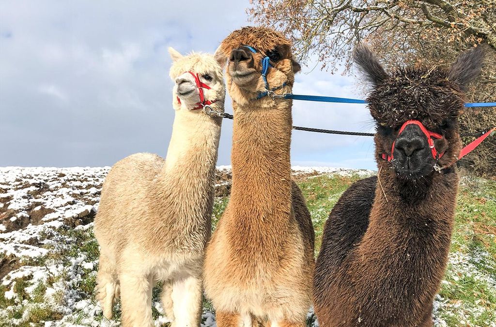 Jochen Schweizer Alpaka Wanderung Waldkirch; Erlebnis verschenken oder selbst erleben; Gutschein gültig für 1-3 Personen Gruppengröße: 2-3 Per...