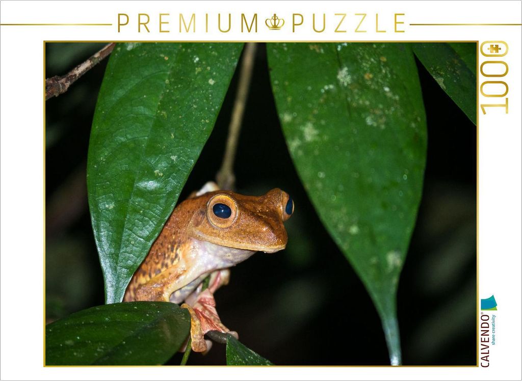 CALVENDO Puzzle Frosch 1000 Teile Puzzle quer | 1000 Teile Lege-Größe 64x48cm Foto-Puzzle für glückliche Stunden